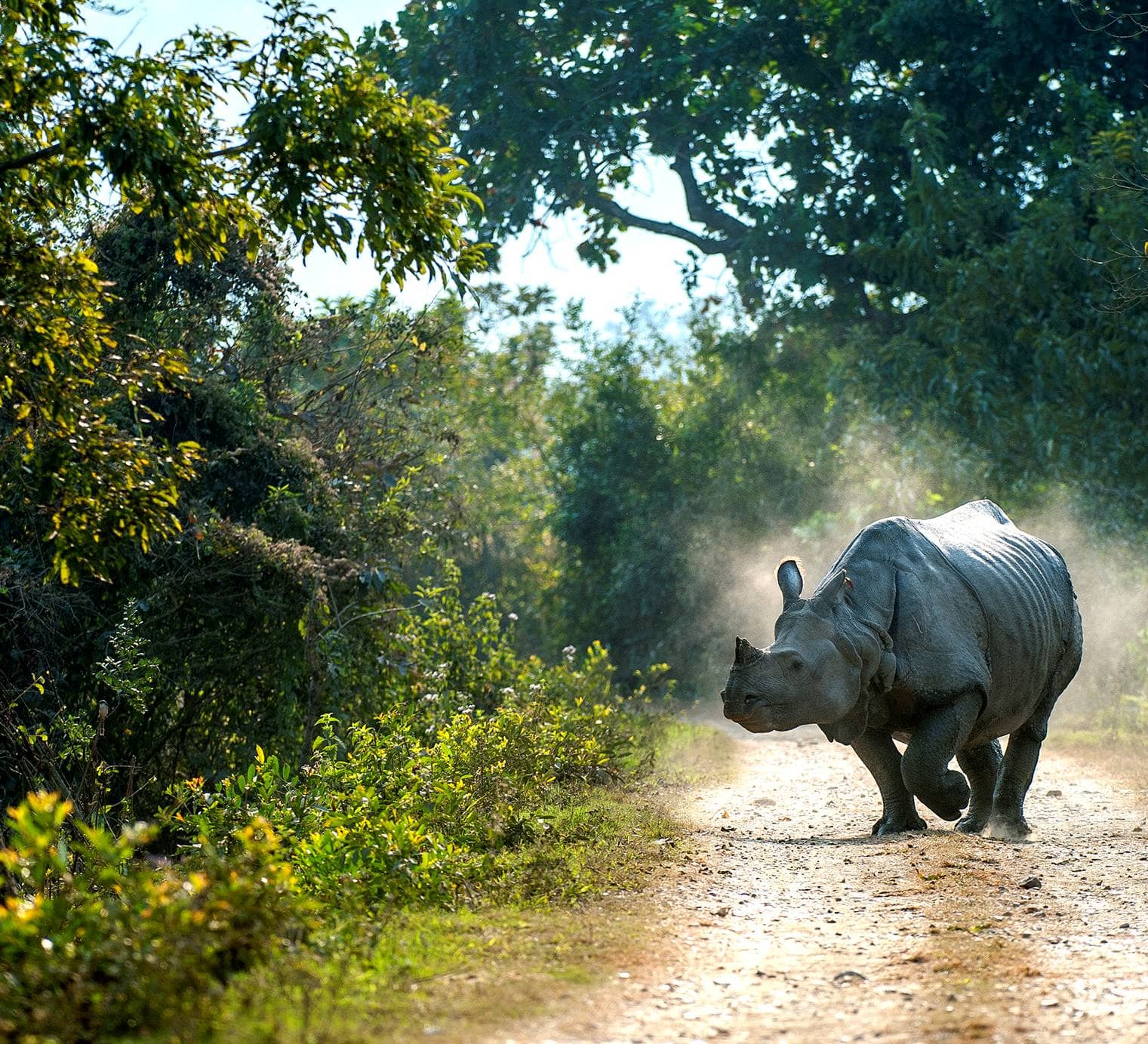 unicorn rhinoceros