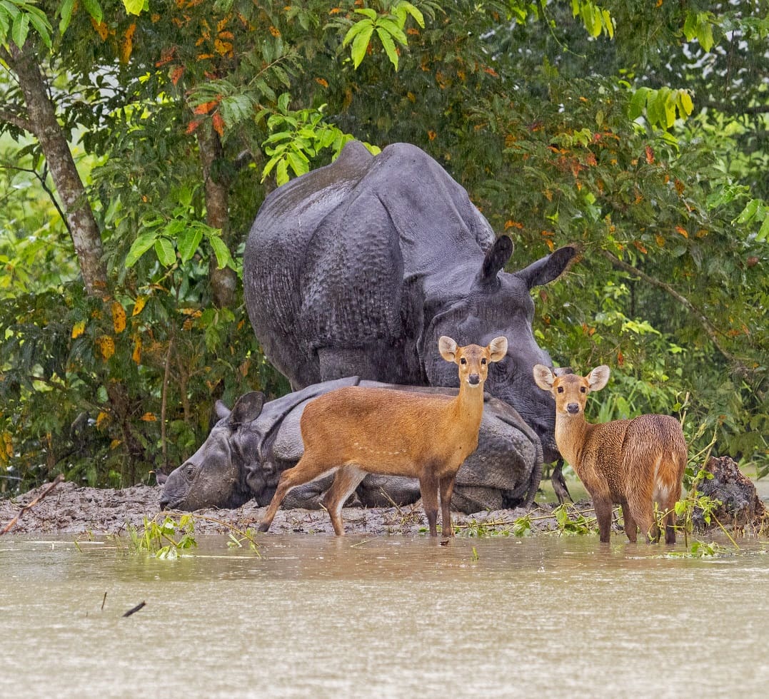 When the Big Flood Came to Kaziranga