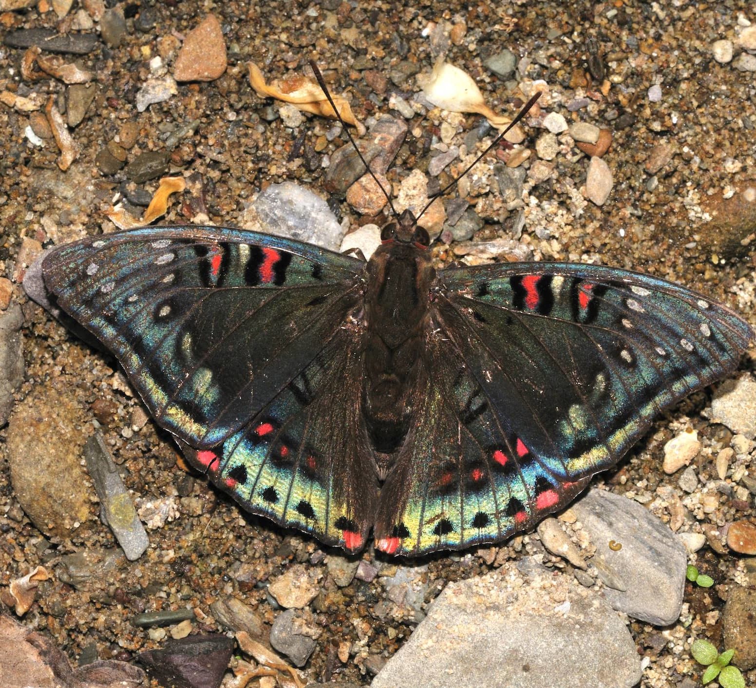 Catch a Spot of Iridescence When a Gaudy Baron Flits By