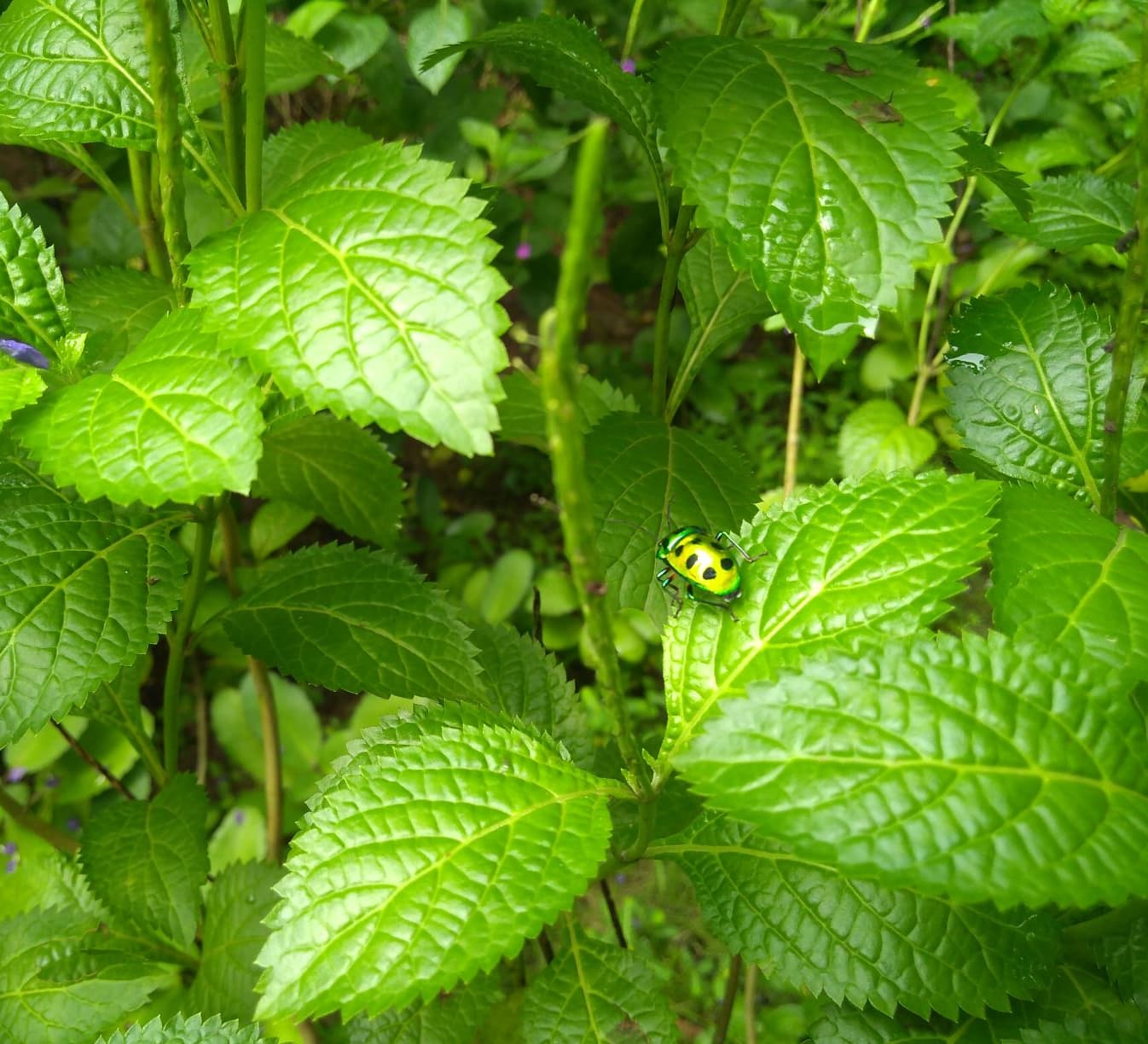 Monsoon Miracles in Navi Mumbai’s Green Valley Park