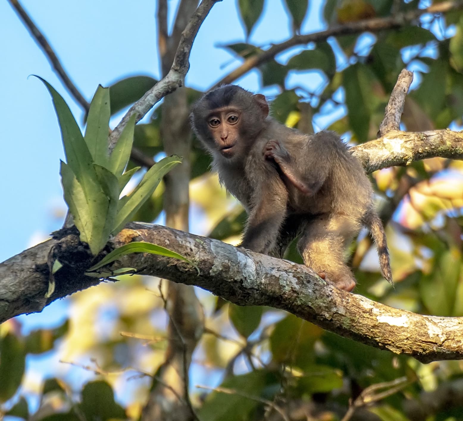 Pig-tailed Macaque: Elusive Monkey of the Deep Forest