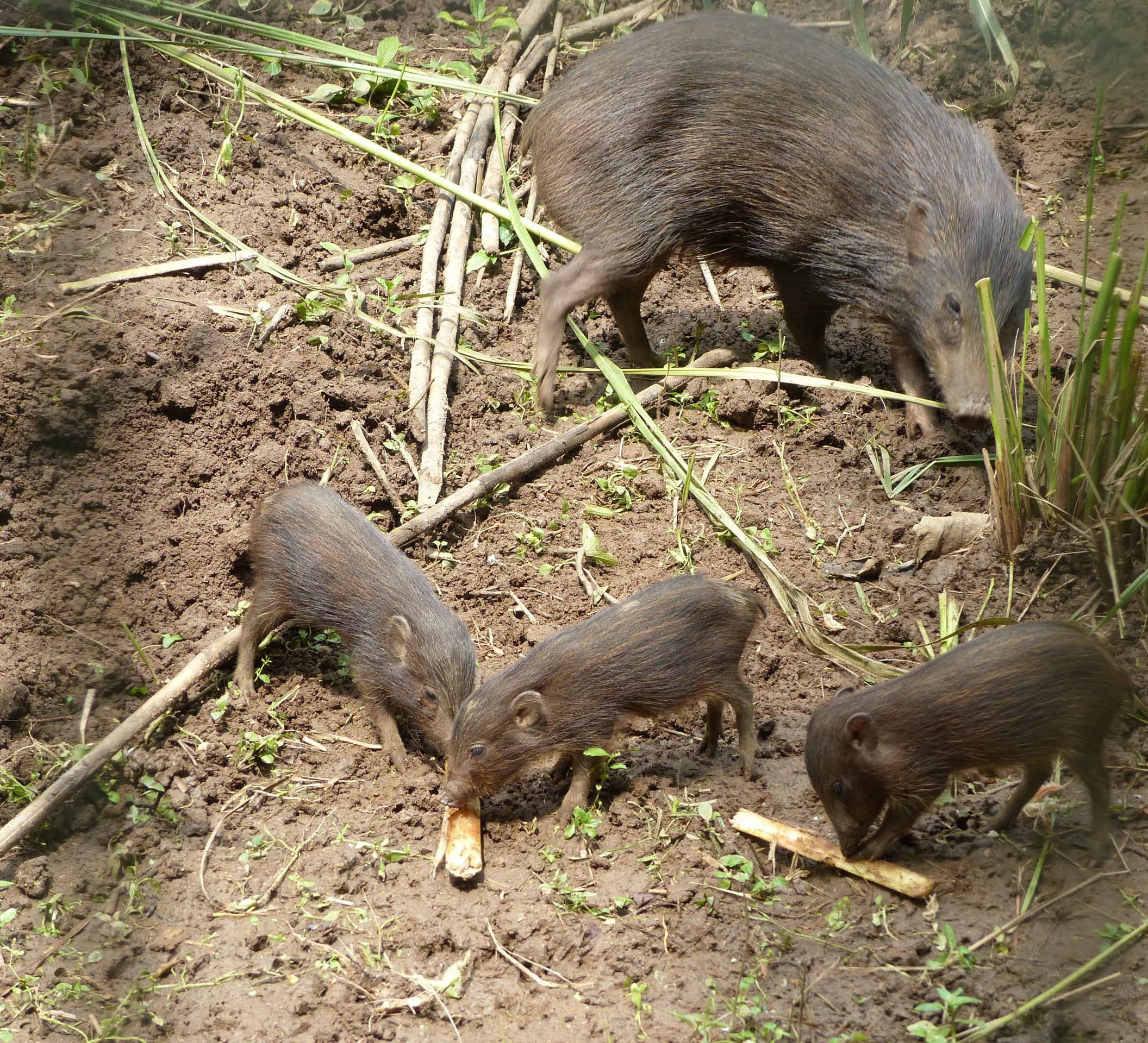 Pygmy hog: Back from the Brink