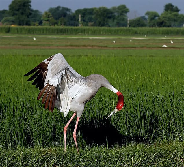The Guest in My Paddy Field: The Return of the Sarus Crane