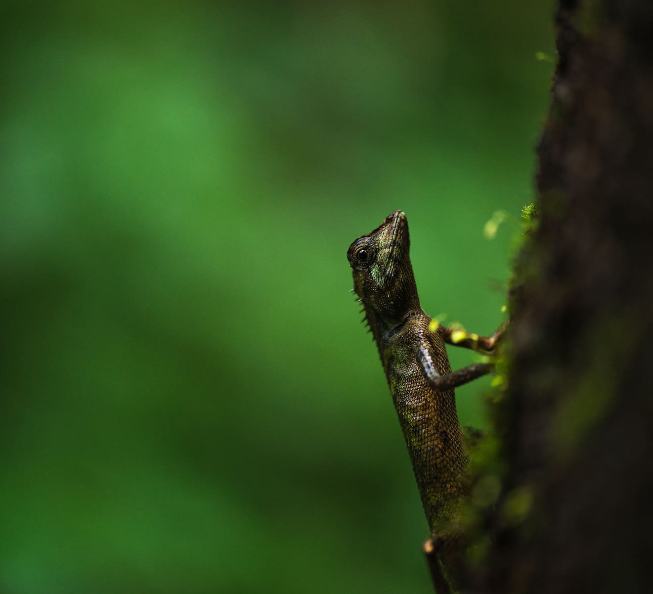 Chronicles of the Forest Calotes
