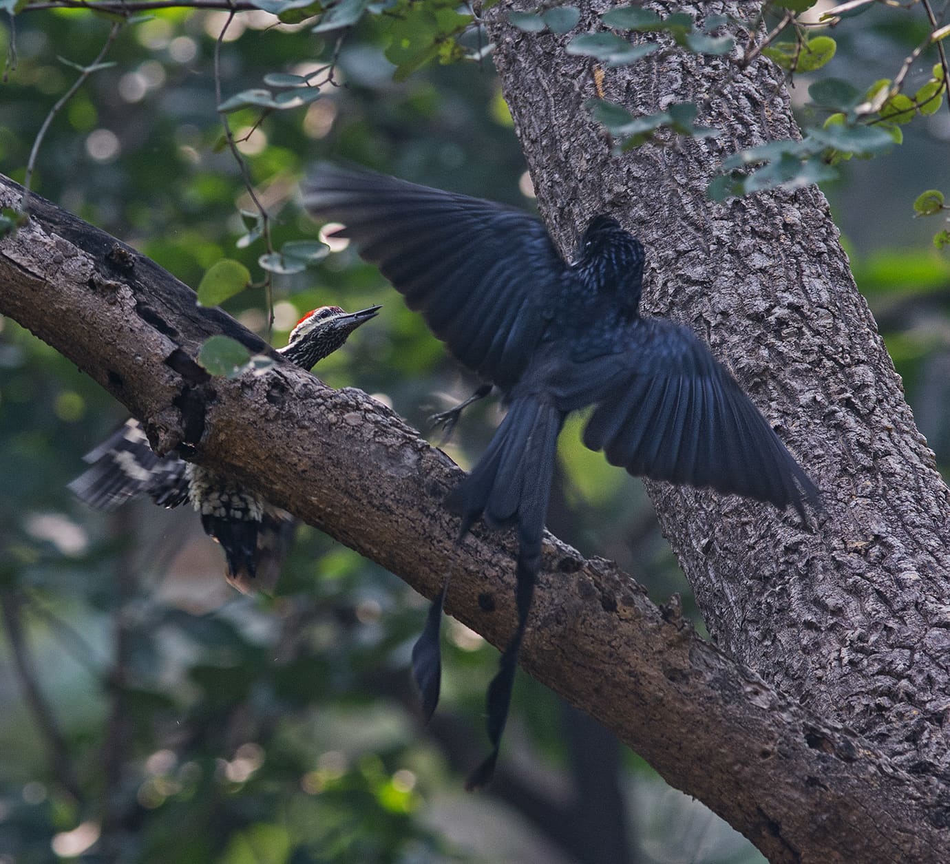 Antics and Ambush of the Greater Racket-Tailed Drongo