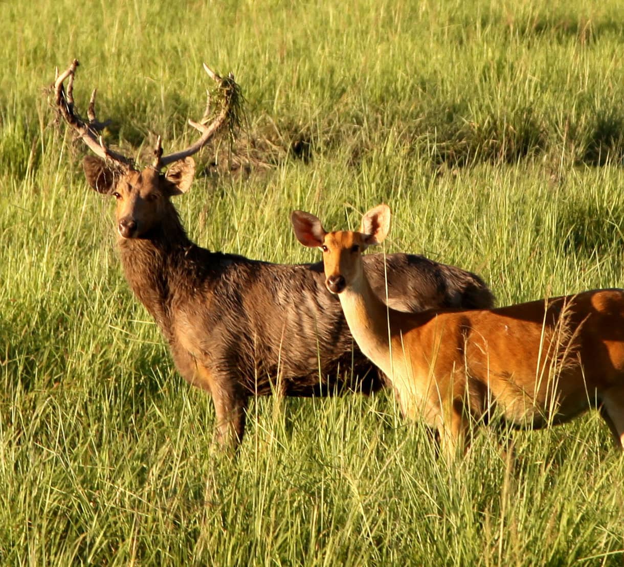 Securing the Future of the Eastern Swamp Deer in Assam
