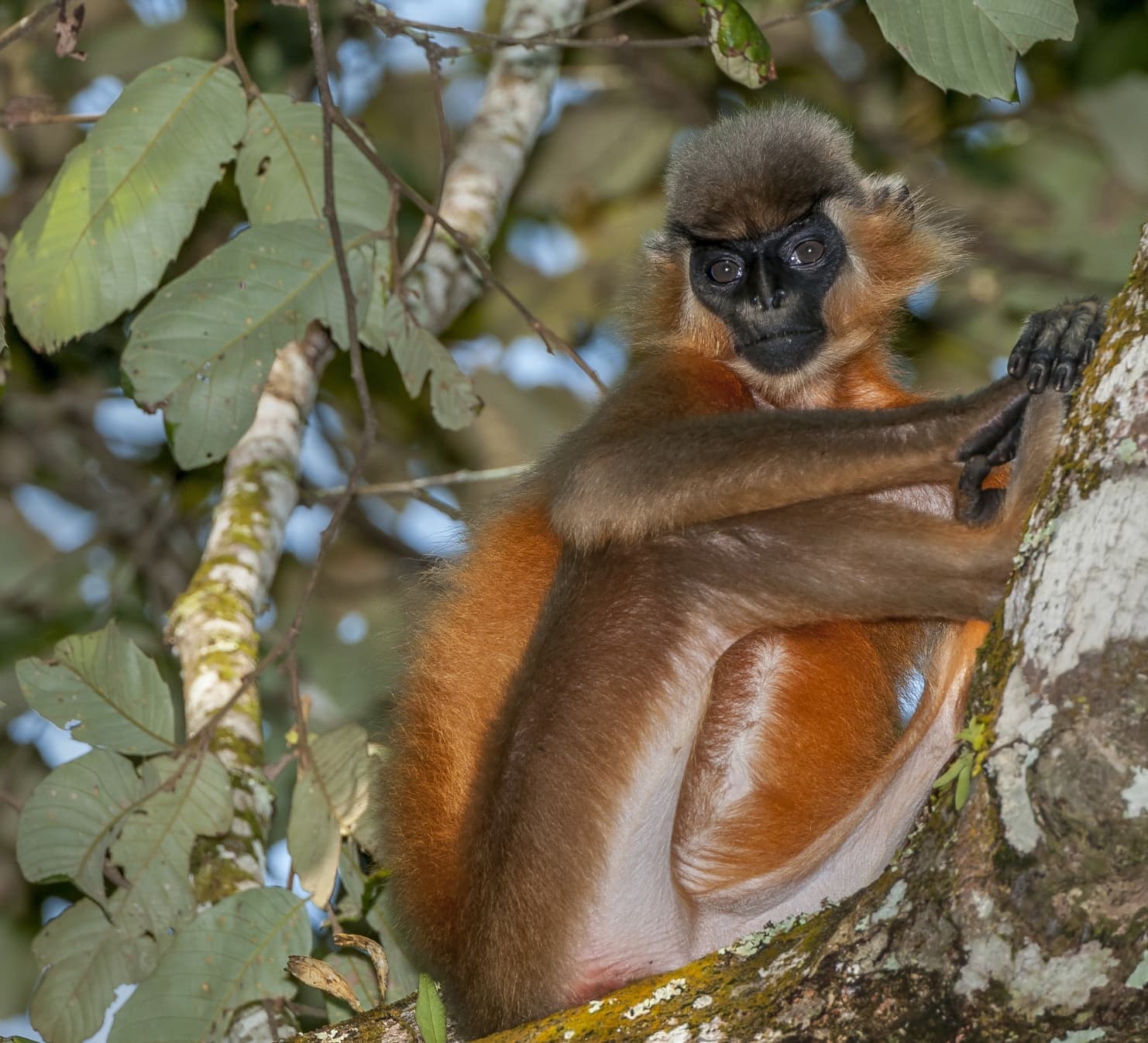 The Monkey with a Beanie: The Capped Langurs of Hollongapar