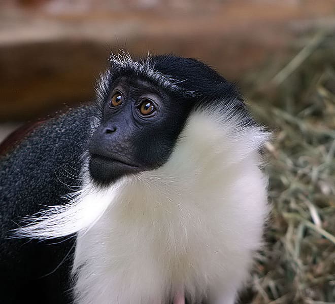 Grave Threat: More Species at Risk Says New IUCN Red List