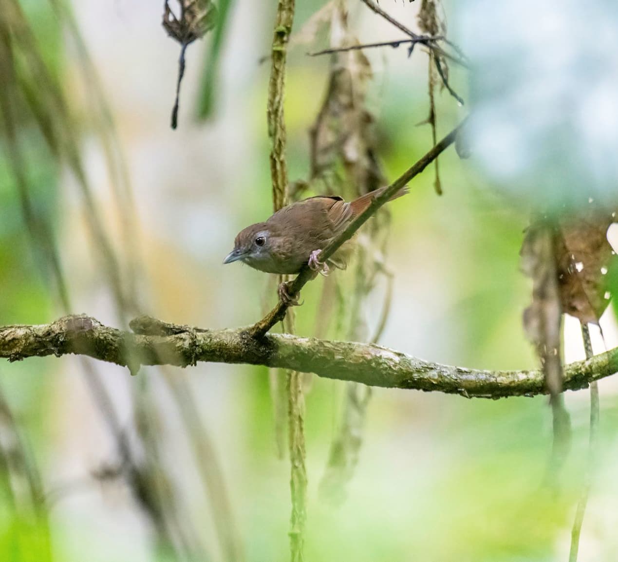 Abbott’s Babbler: Brown Daub on the Green Canvas
