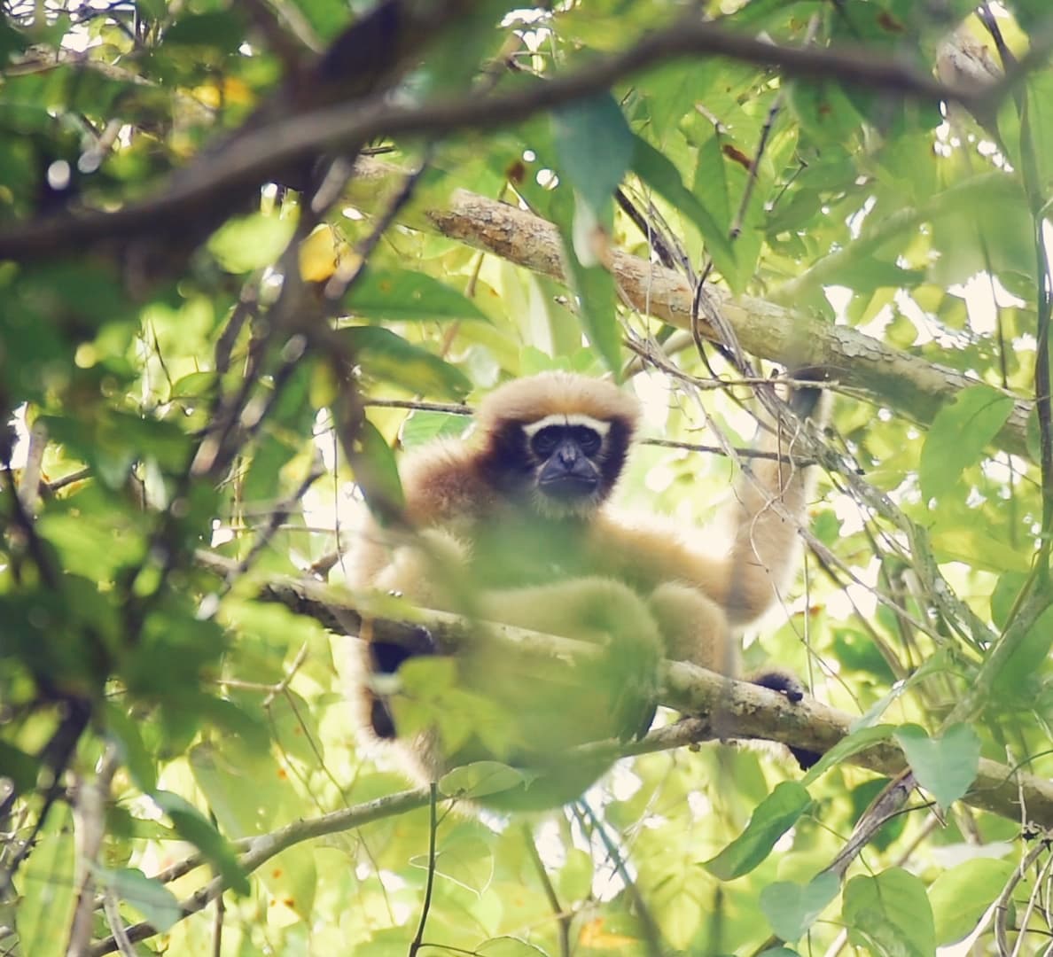 The Western Hoolock Gibbon Sings and Swings Along the Forest Canopies