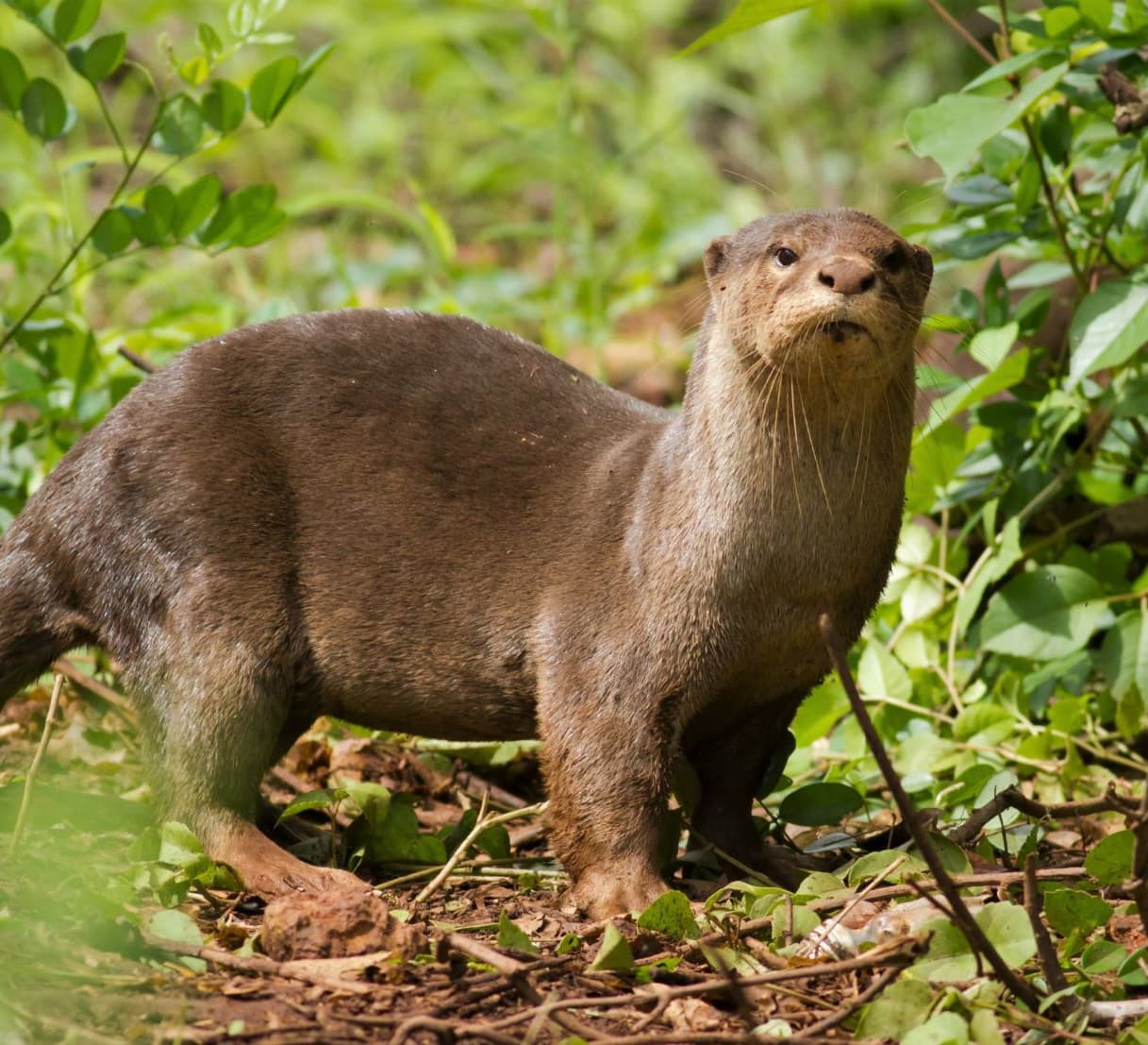 Smooth-Coated Otter: The Unexpected Visitor in Goa’s Mangroves