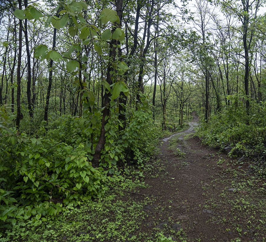 A Forest to Own: Can Private Forests Bring Public Benefits?