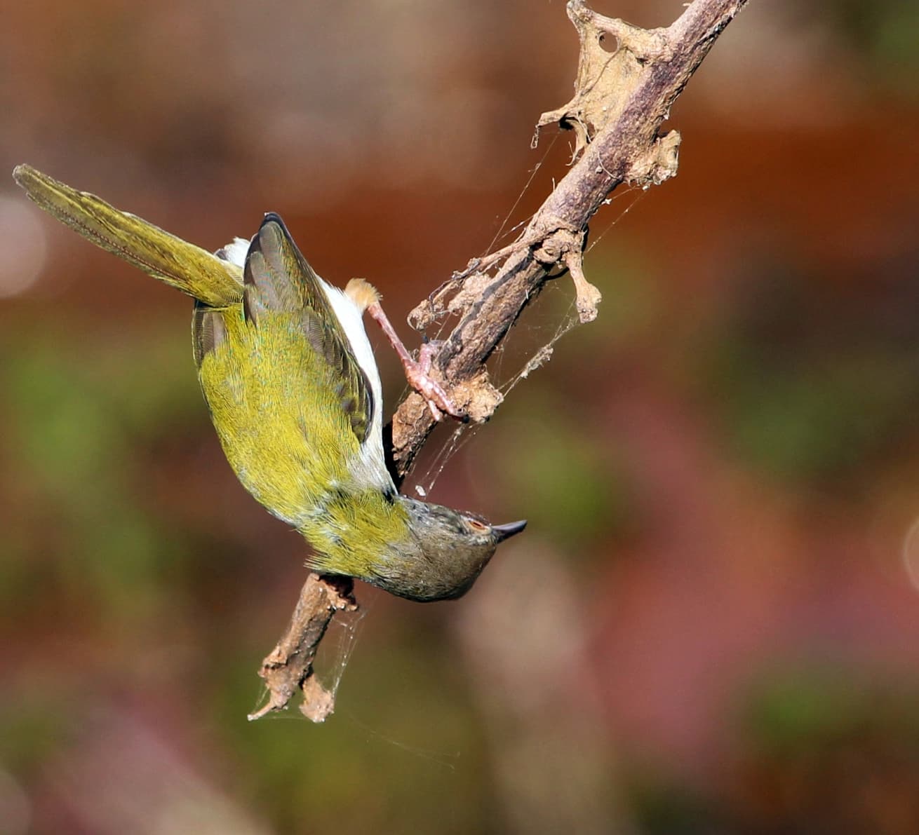 The Common Tailorbird Stitches its Magic