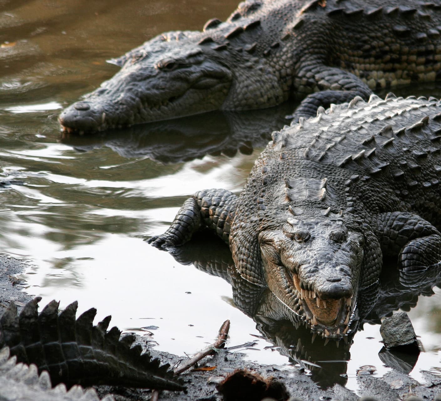 Wise Owls and Busy Bees: Deconstructing Animal Idioms