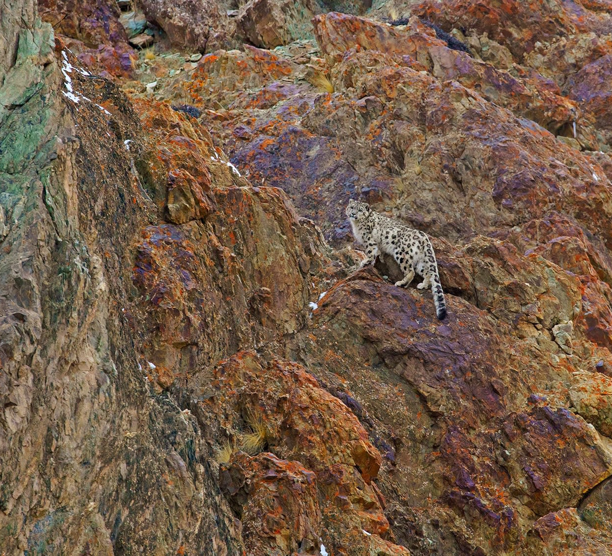 Snow Leopard: The Ghost Cat and the Art of Waiting