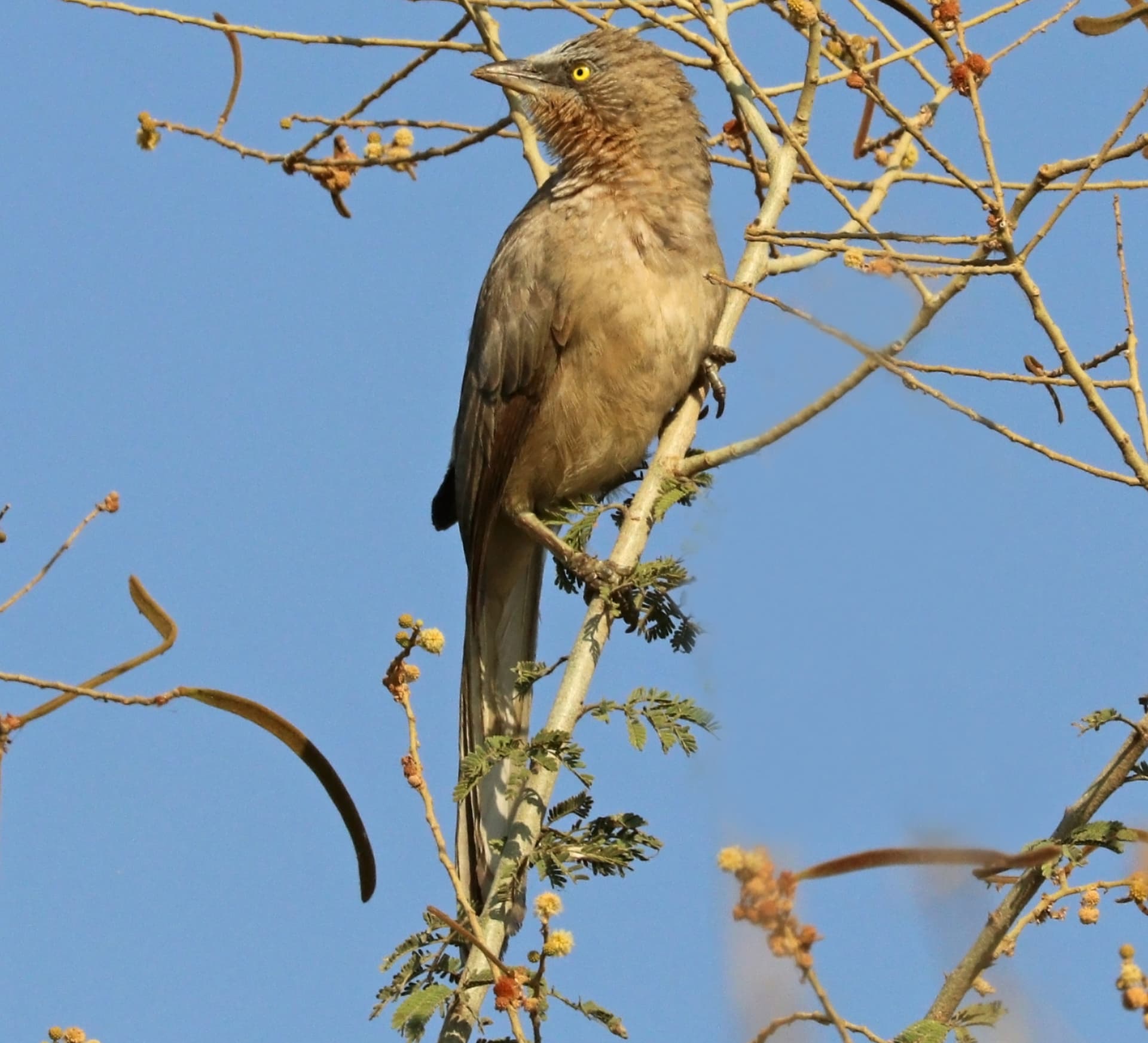 City Slickers: The Large Grey Babblers of Delhi
