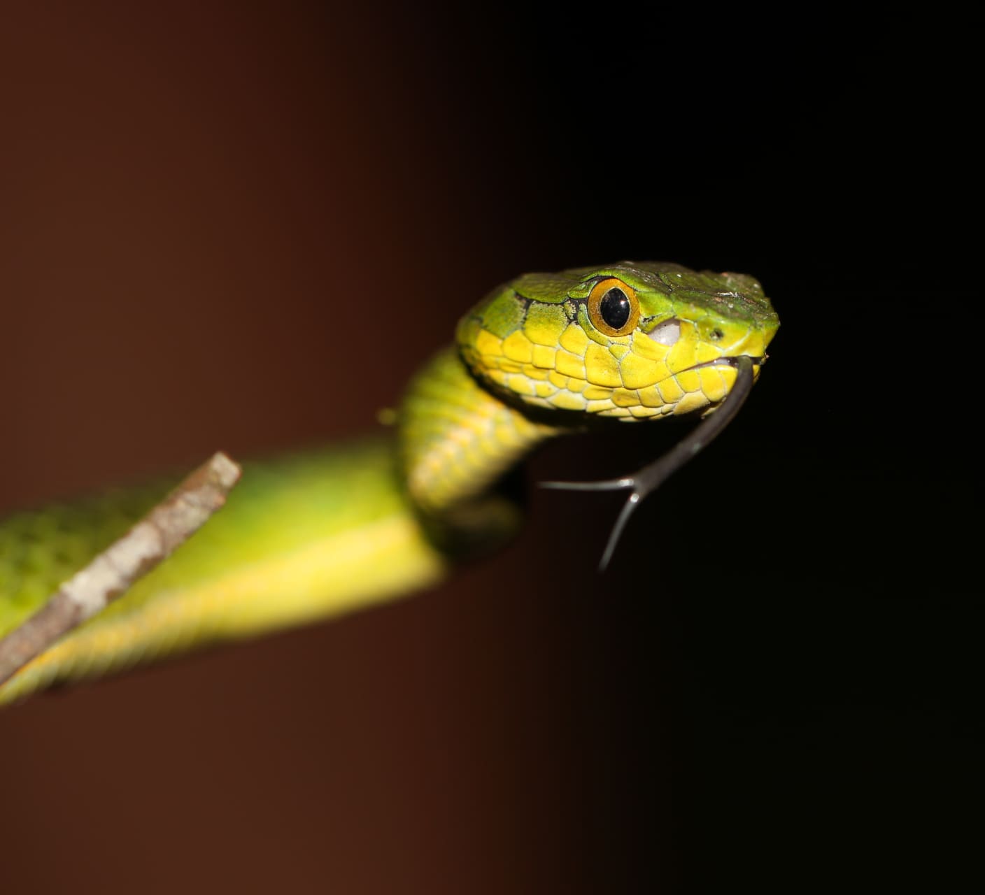 Mapping Mysterious Reptiles in Misty Meghamalai