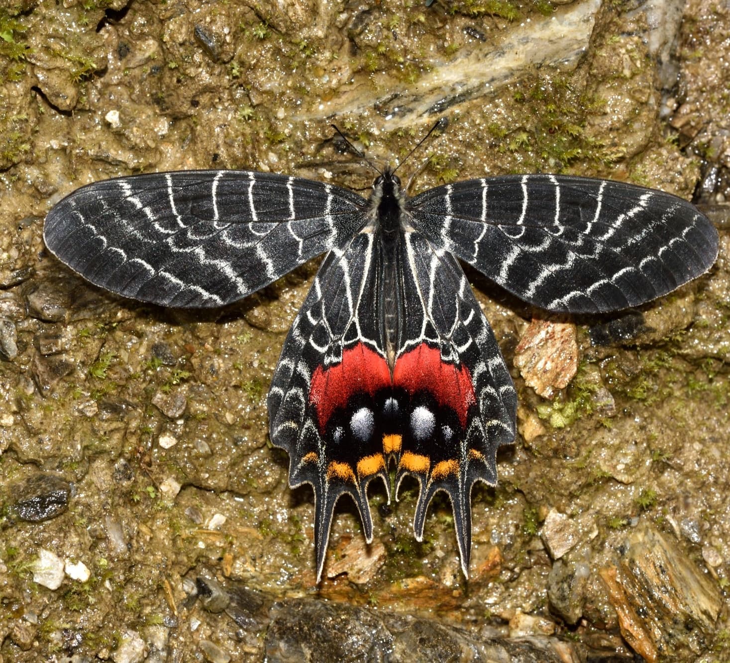 Fly on Little Wings: A Guide to India’s Butterfly Parks