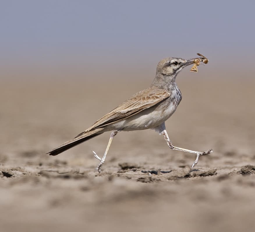 The Trickster of the Desert: Greater Hoopoe Lark