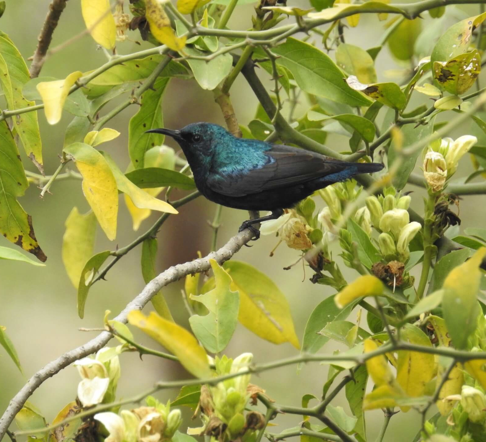A Starburst of Colour and the Quest for a Nest