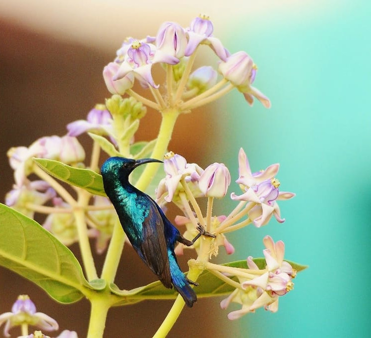 Demo 1 : A Starburst of Colour and the Quest for a Nest