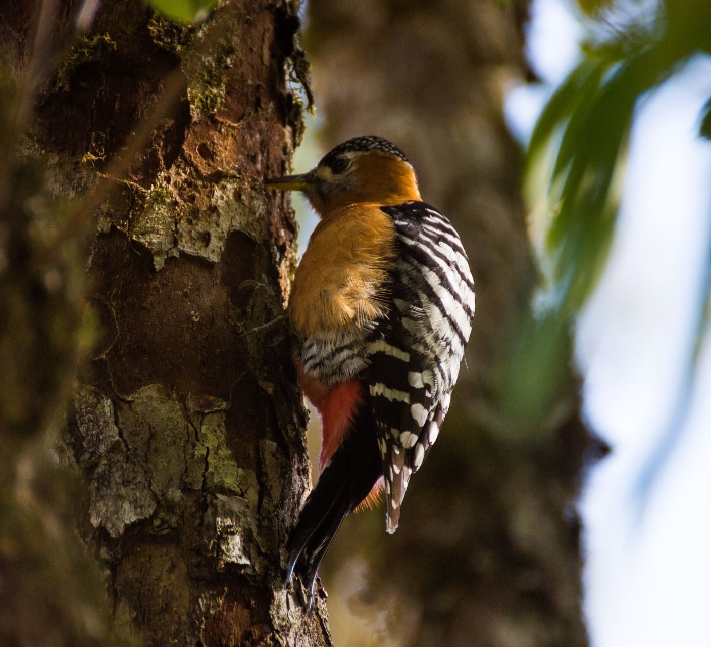 Rufous-bellied Woodpecker: A (W)holesome Guide