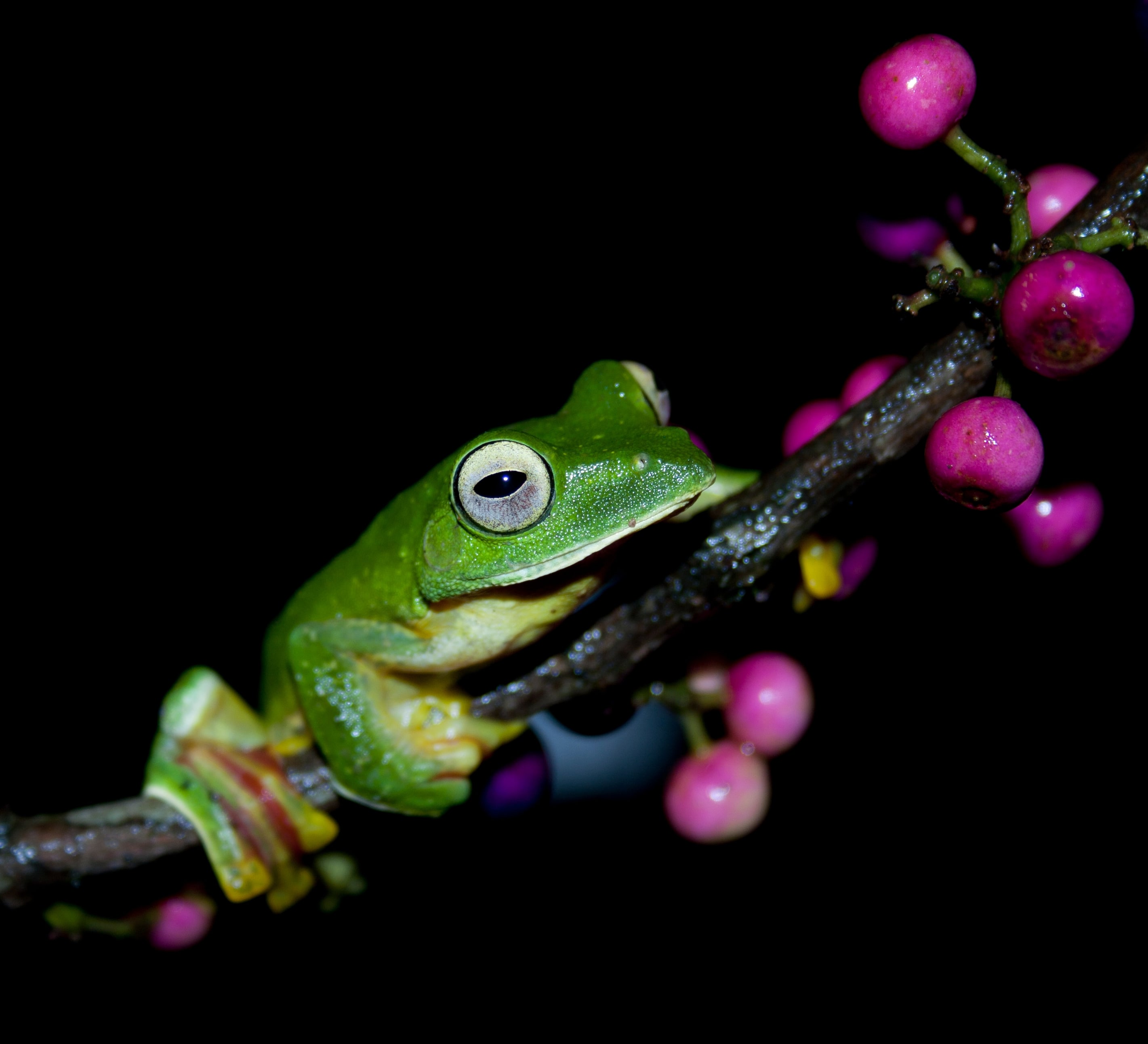 Leaps and Bounds The Fascinating Frog World of Agumbe