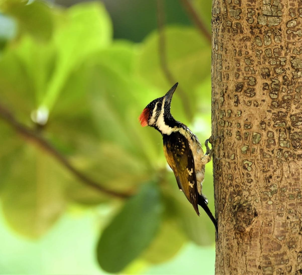 A Reluctant Birder’s Guide to Birdwatching