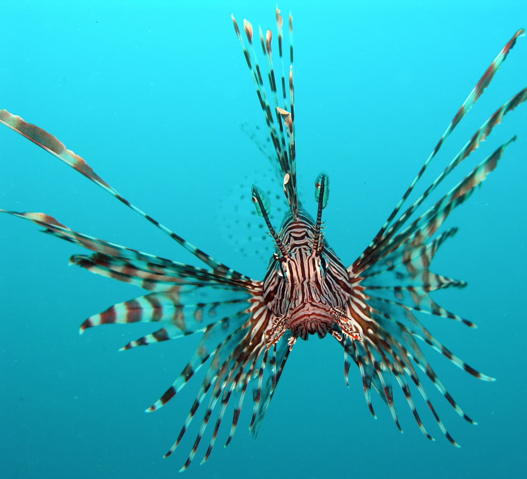 Do Not Touch: Toxin Generating Sea Creatures from India’s Coasts