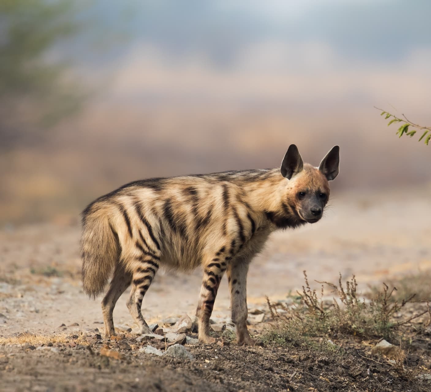The Vilified Hyena is an Agile and Intelligent Creature