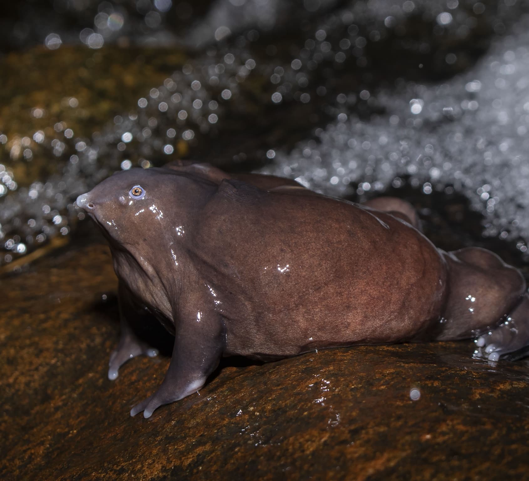 Living Fossils: Old-World Creatures in the Wild