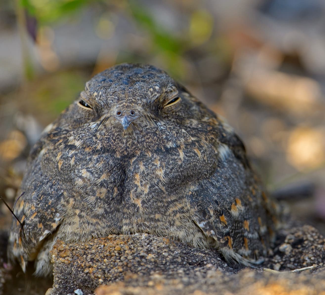 Masters of Disguise: Indian Nightjar