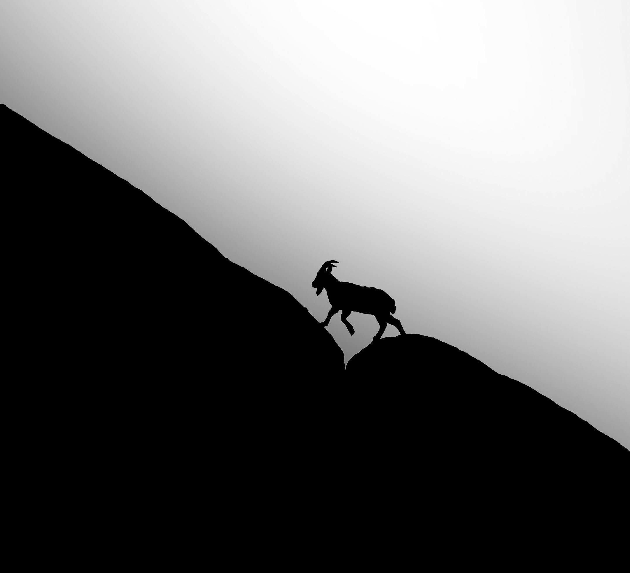 Mountain Monarchs of High Asia