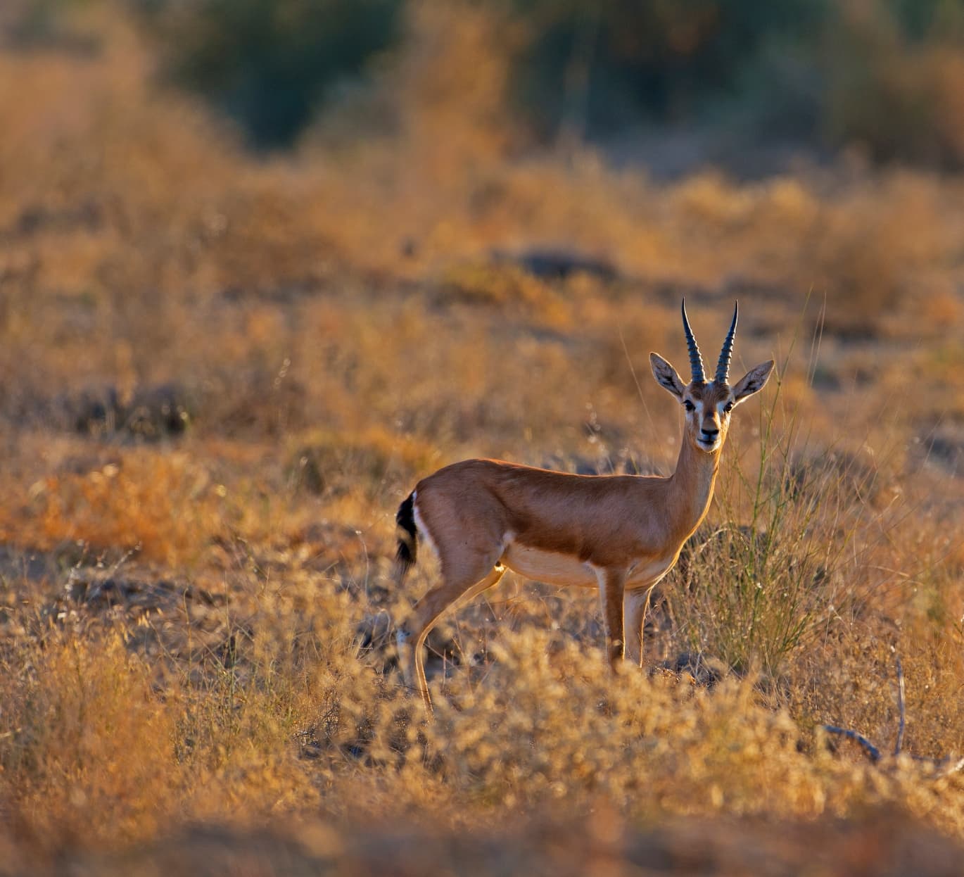 Chinkara: The Dainty Desert Ballerina