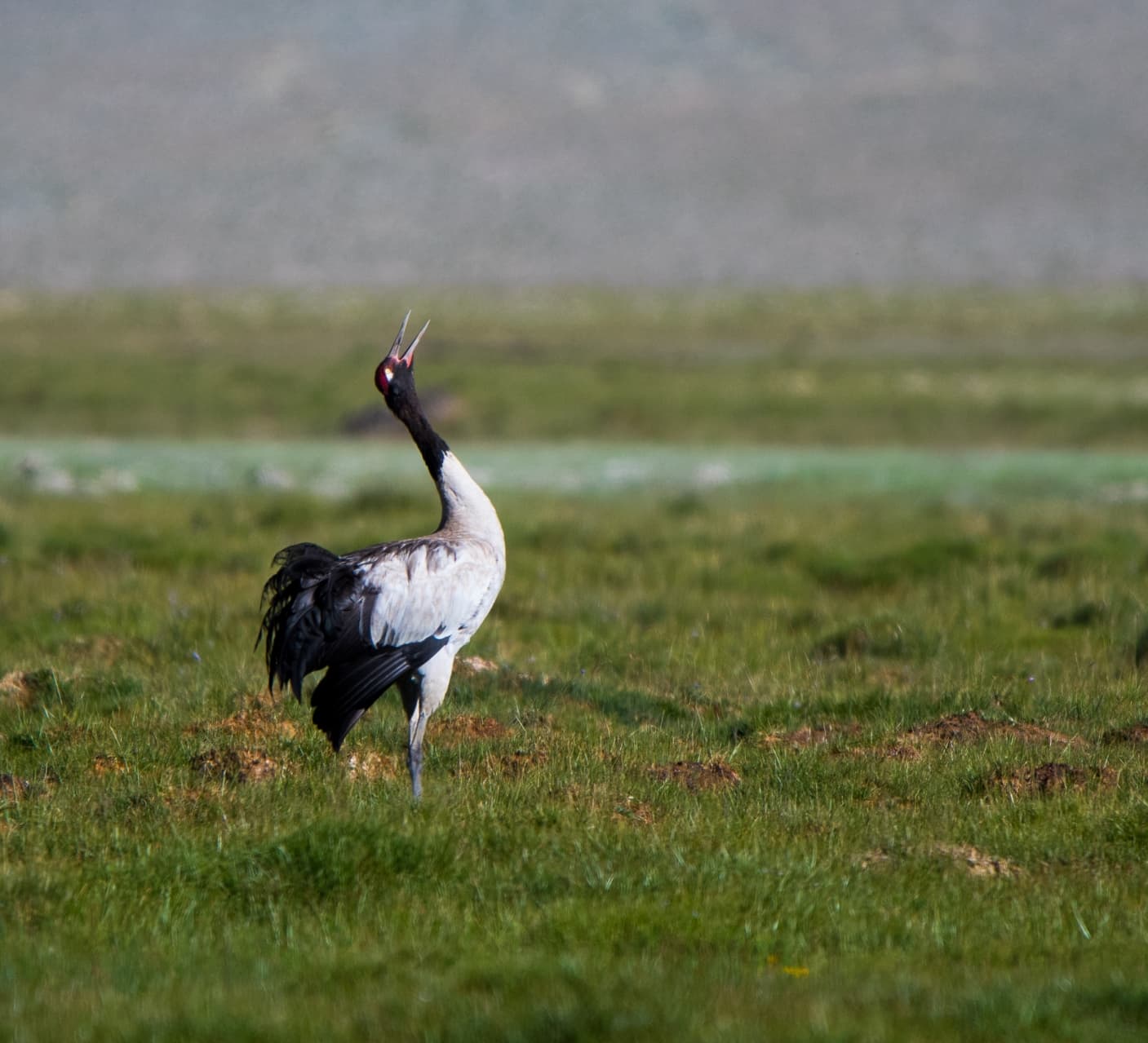 Amazing Grace: The Dancing Black-necked Cranes of Ladakh