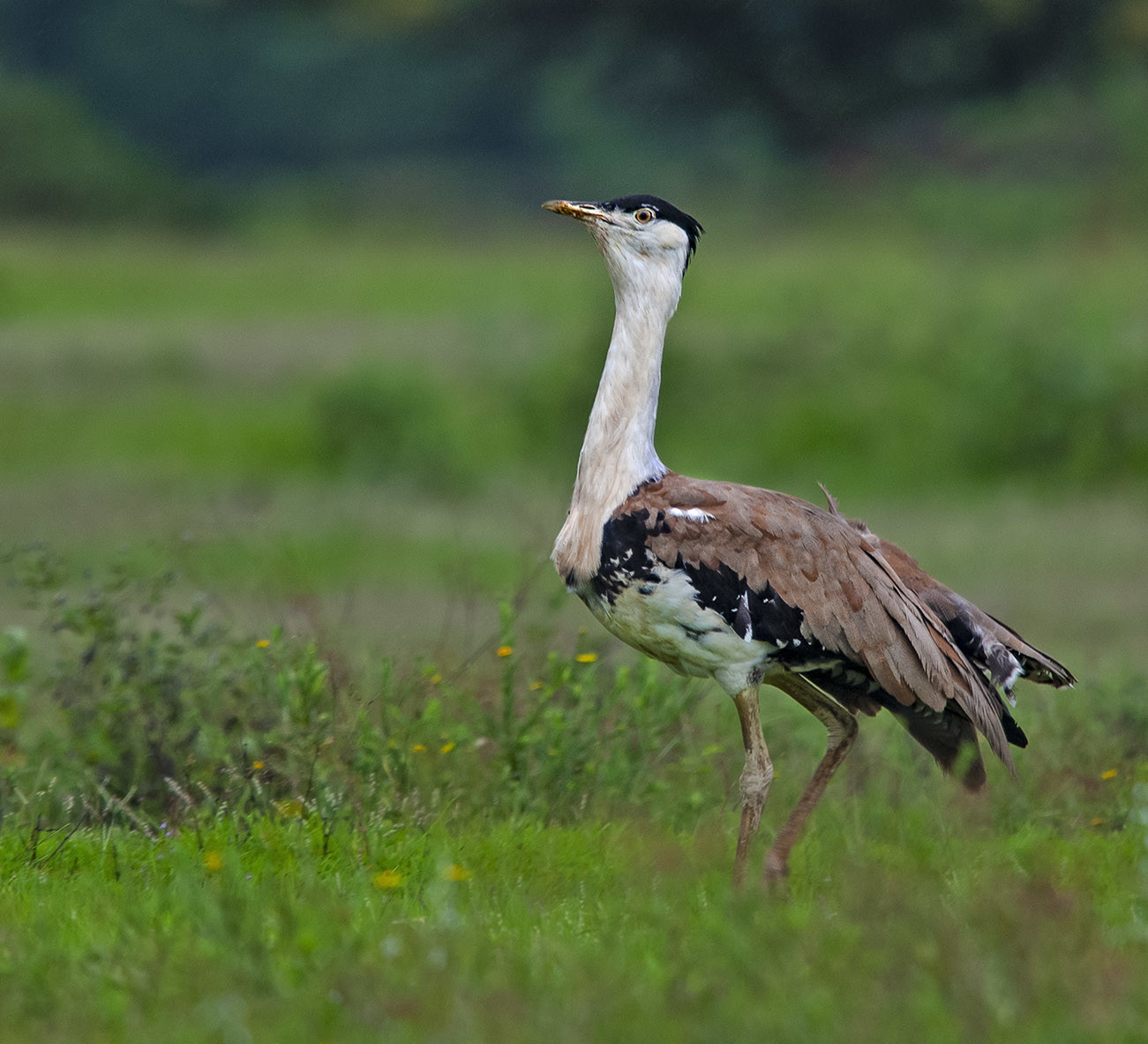 The Rann, Thar, and the Great Indian Bustard