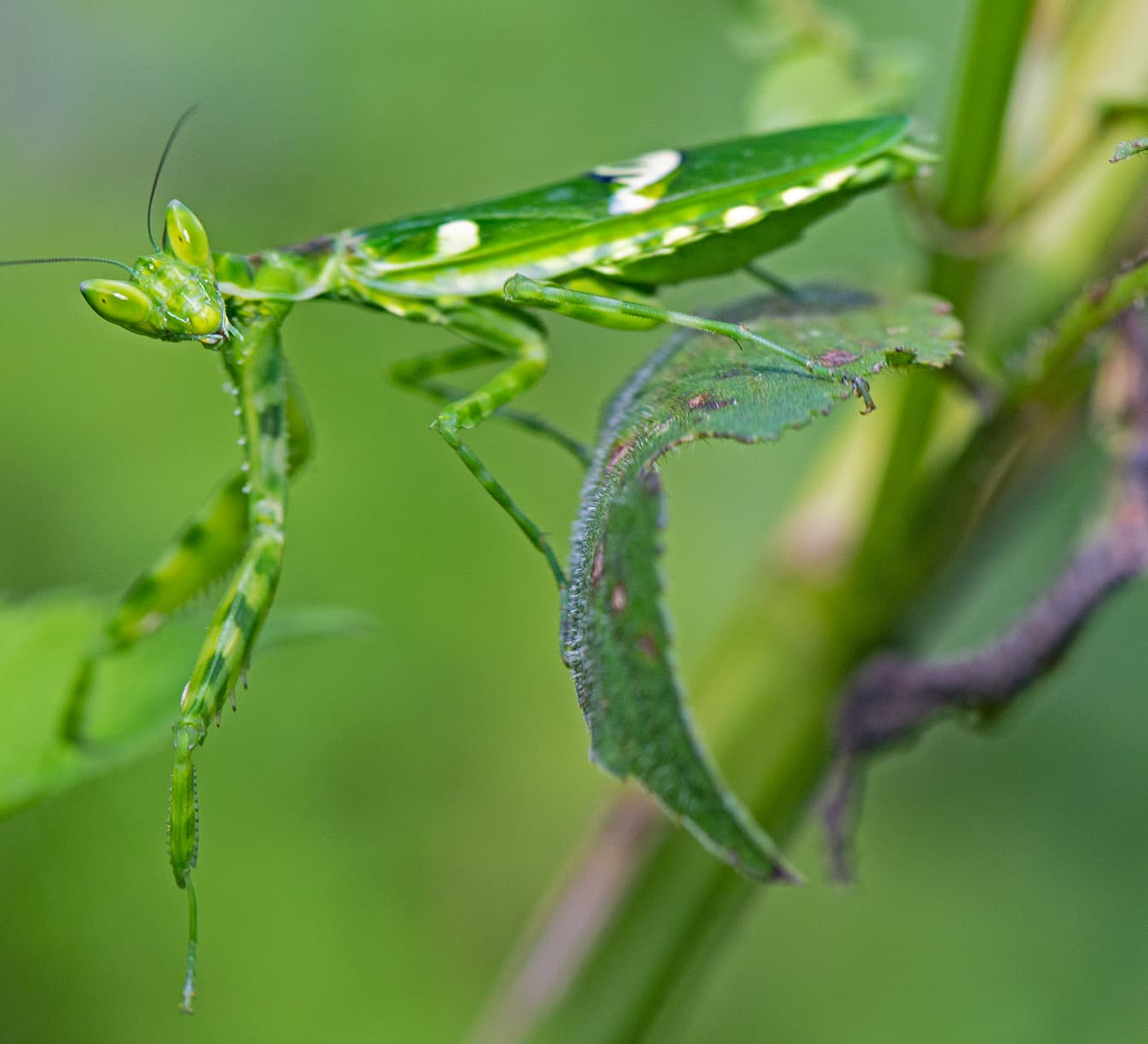 A Sight to Behold Bending the – Rule’s of Biology !