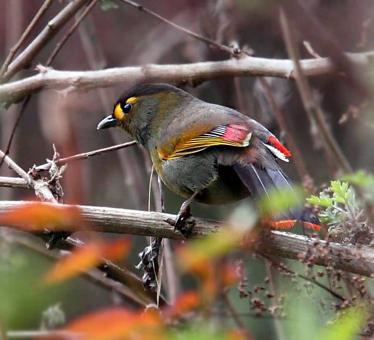How the Bugun Liocichla is Keeping an Indigenous Culture in the Northeast Alive