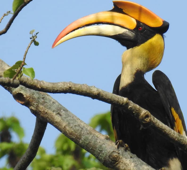 Flight of the Magnificent Hornbills