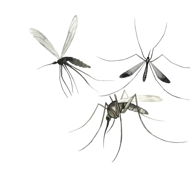 Mosquitoes: Queen of Pests or Evolutionary Genius?
