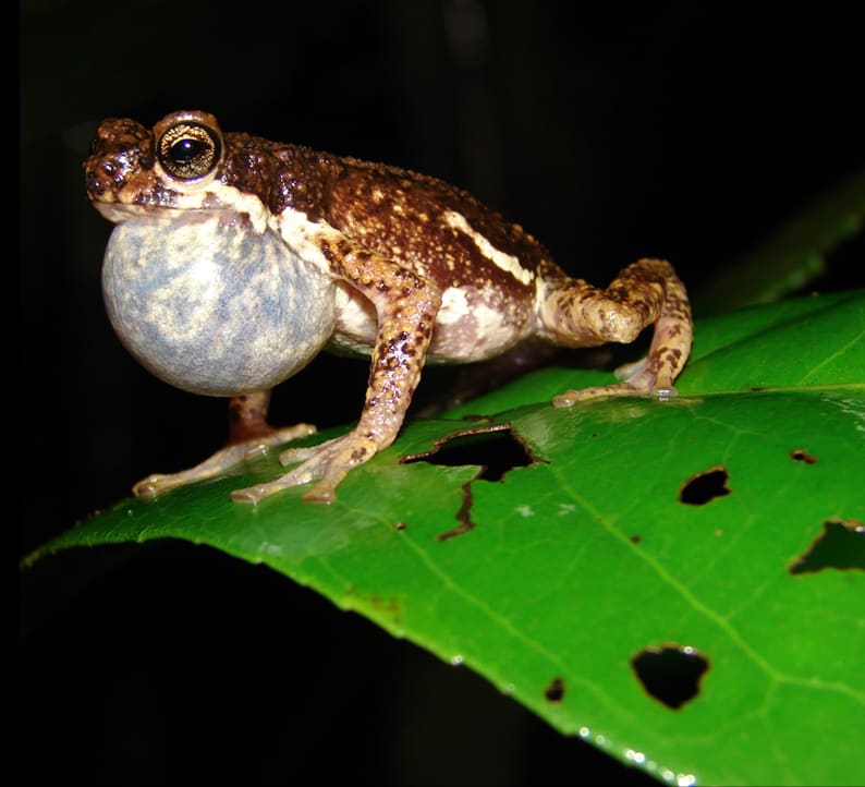 A Night When Lesser-known Stars of the Wilderness Shone