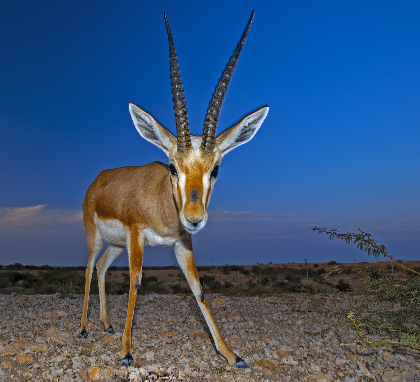 Sample : Love at First Dance: The Charming Romance of Great Crested Grebes