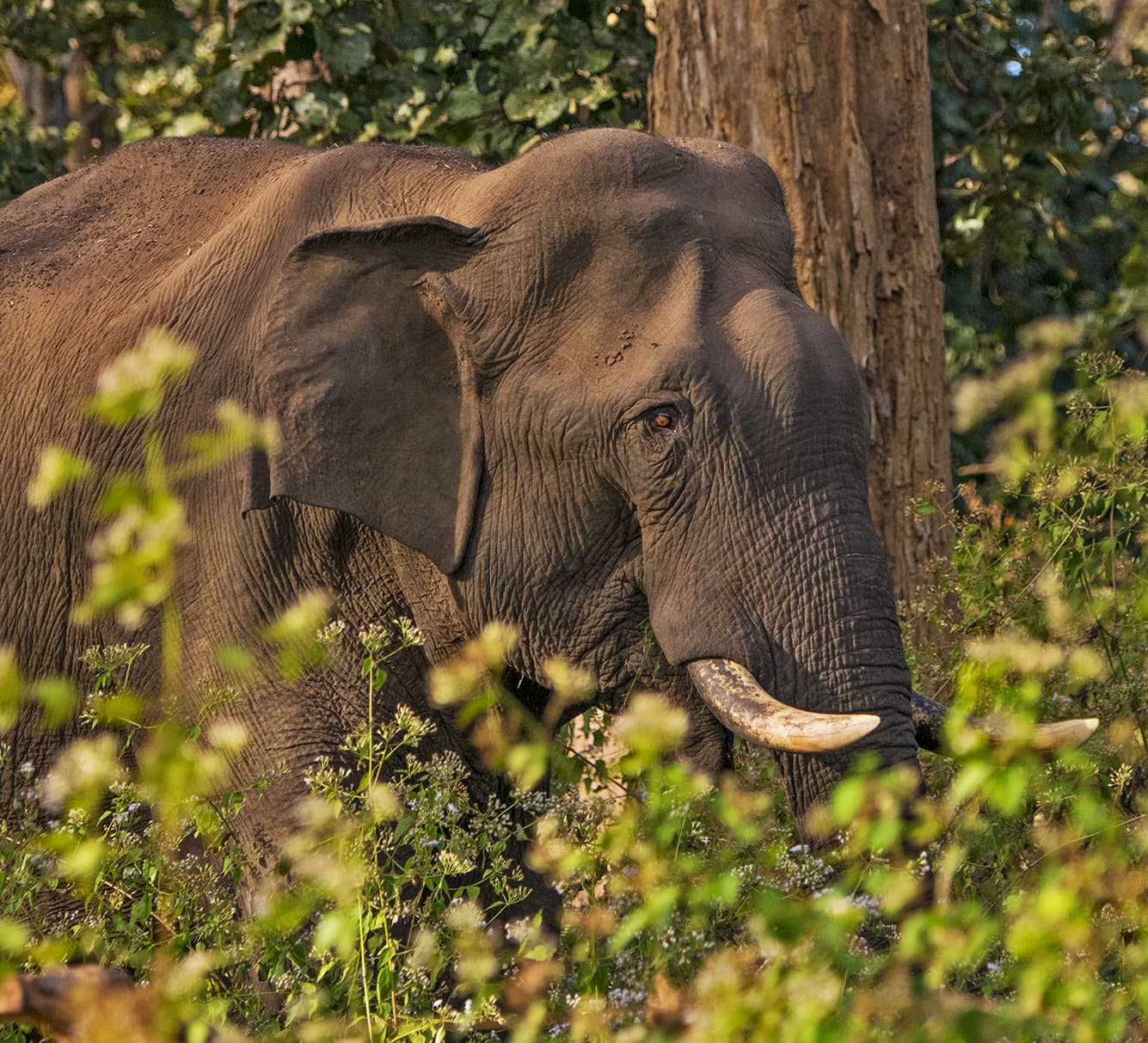 The Guide Kerala S Wayanad District Roundglass Sustain The parambikulam wildlife sanctuary is situated in the palakkad district of kerala. the guide kerala s wayanad district