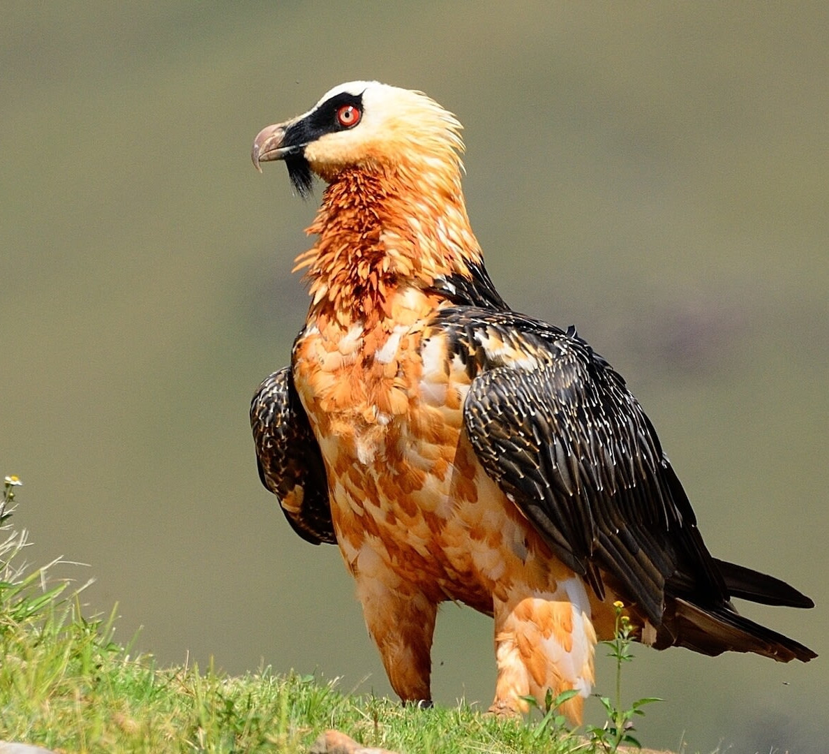 Bearded Vulture The MarrowMinded Raptor RoundGlass Sustain