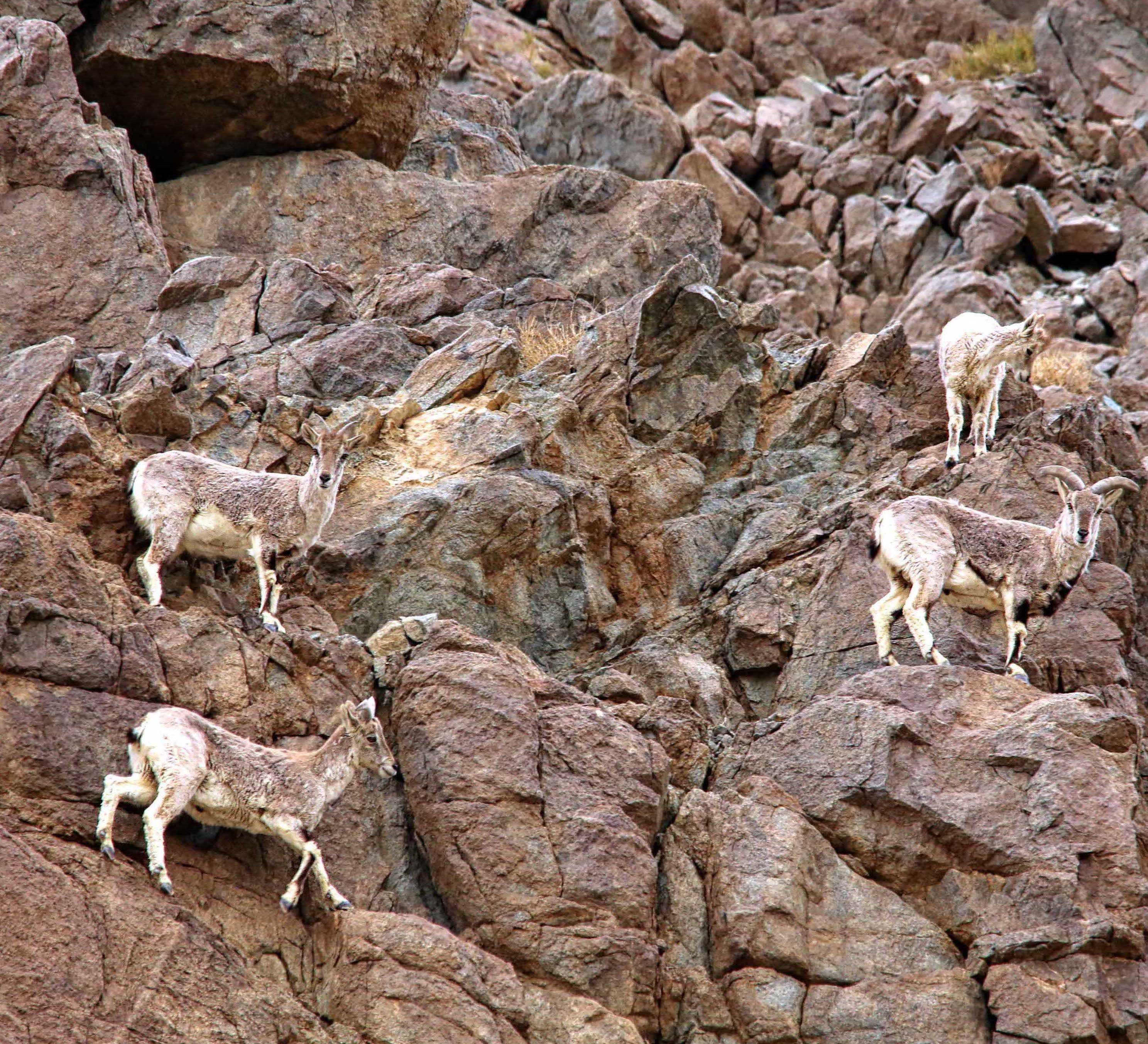 Cliff Hanger: The Blue Sheep That Isn’t