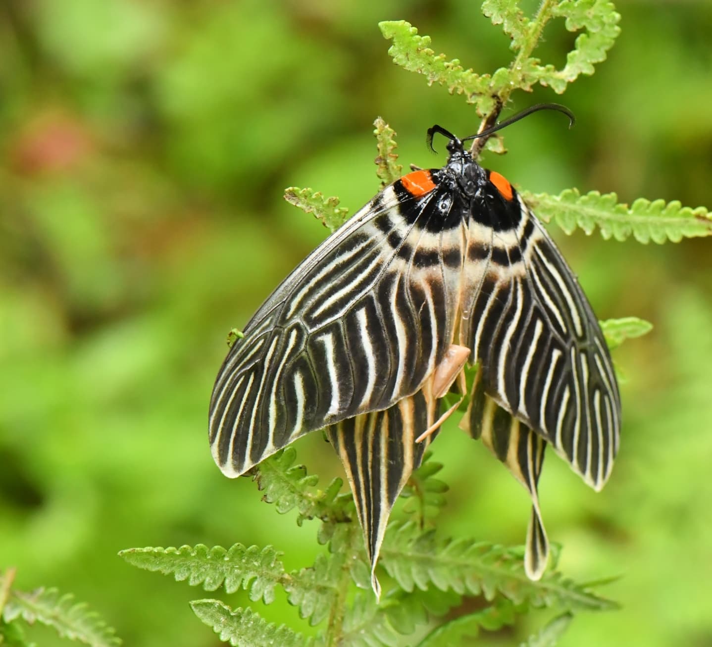 Wings of Chance: The Accidental Discovery of the Apatani Glory Moth