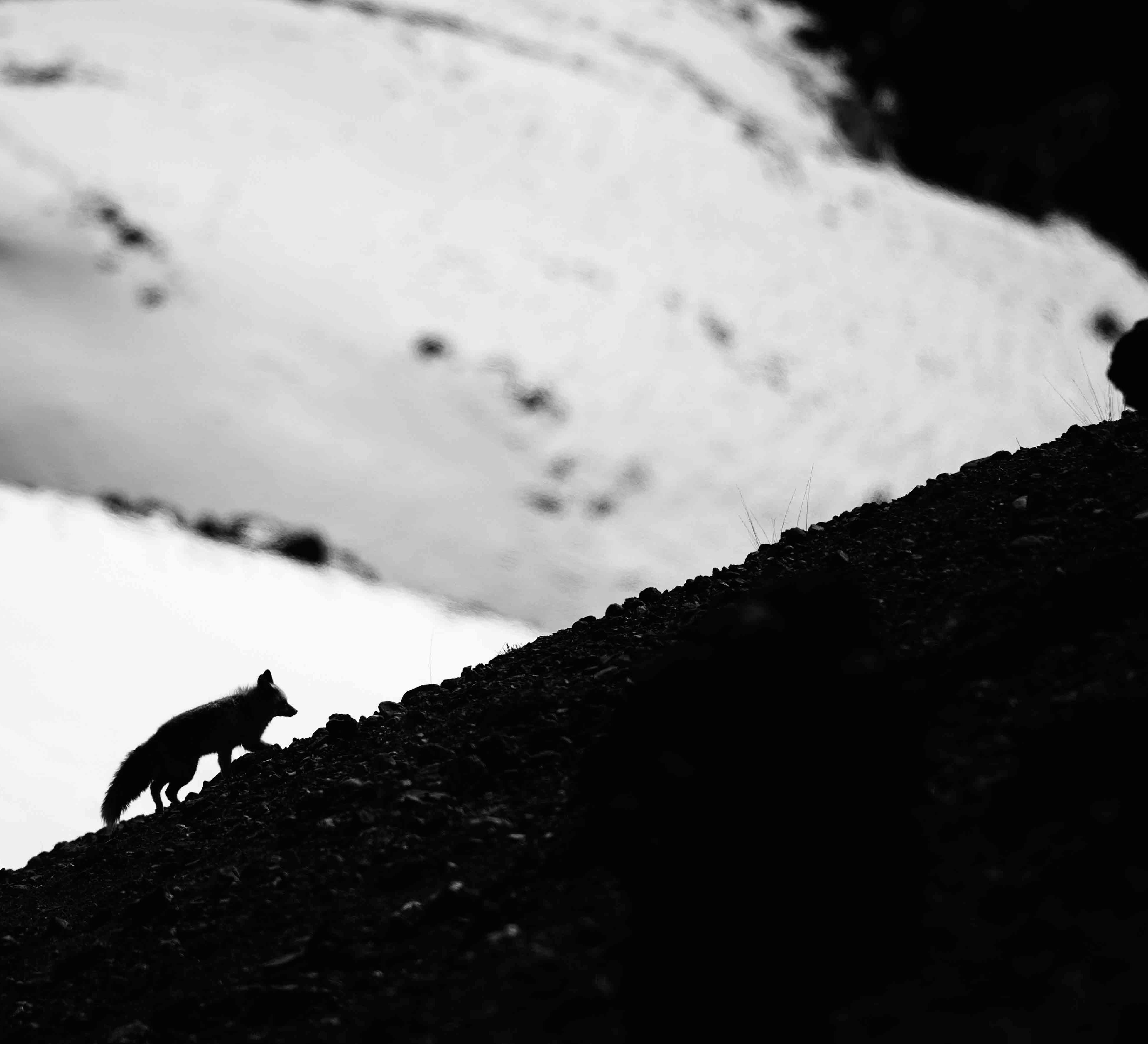Can the Quick Red Fox Jump Over the Ladakhi Dog?