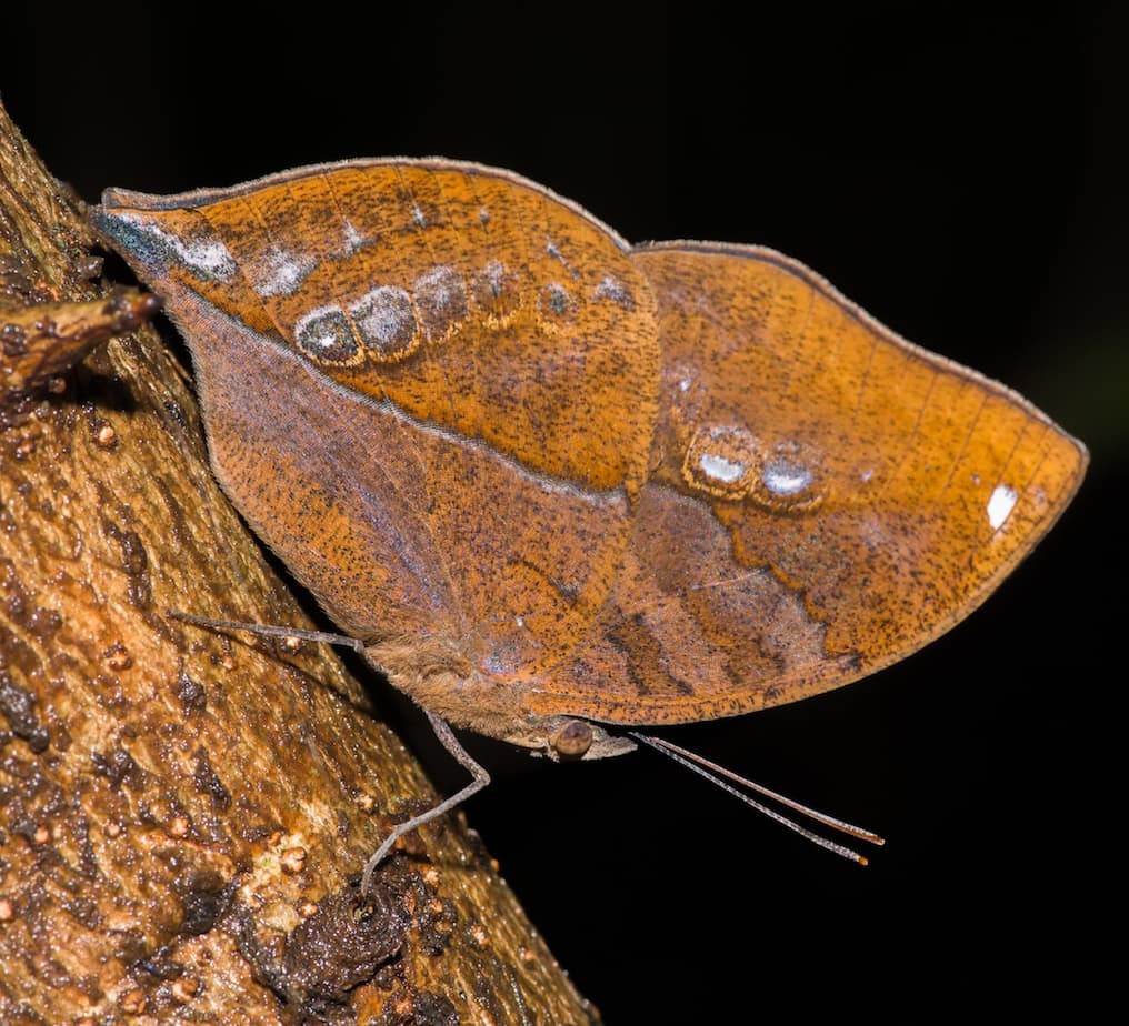 Masters of Disguise: Blue Oakleaf Butterfly
