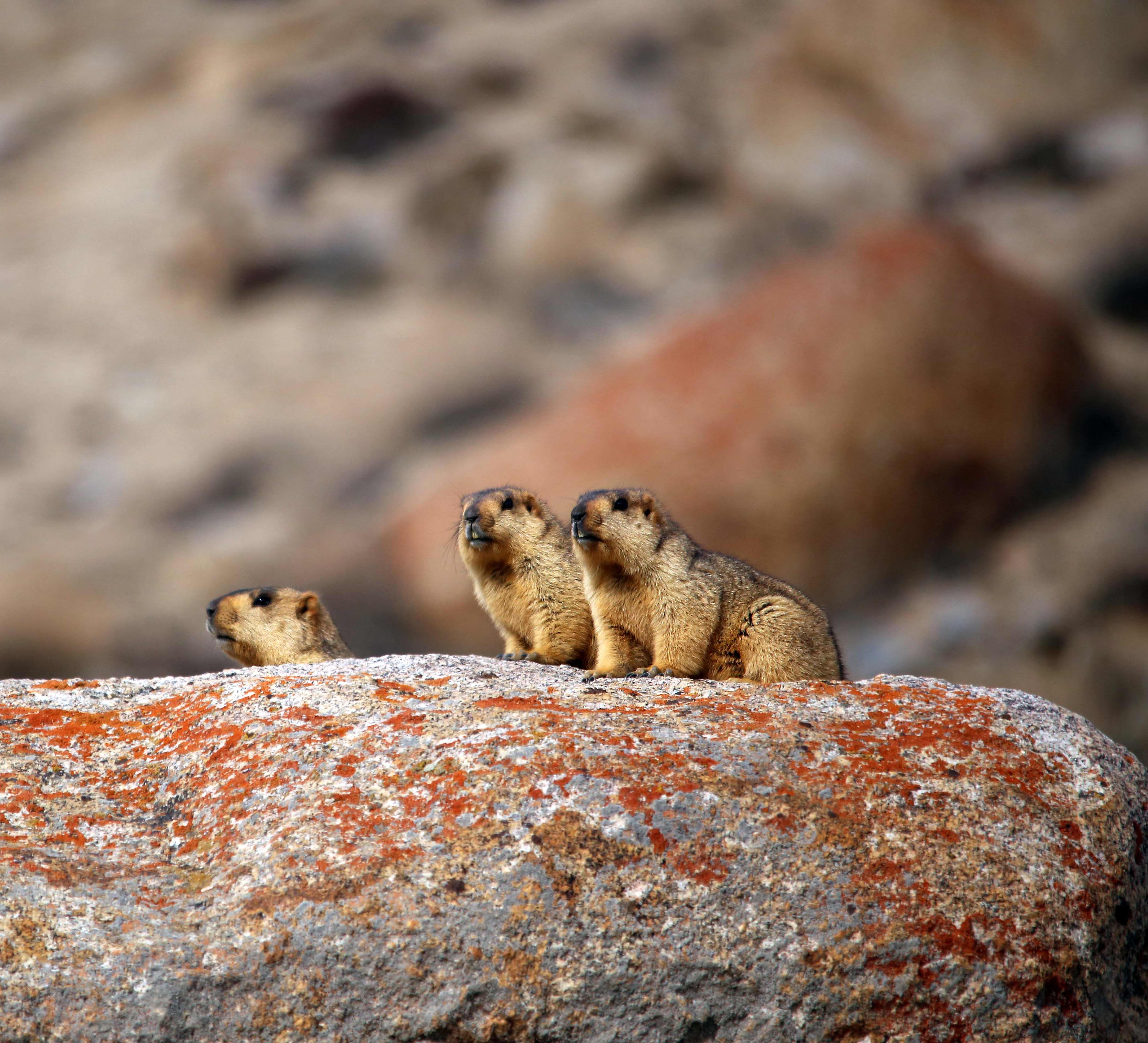 Getting Into a Huddle: The Himalayan Marmot Family
