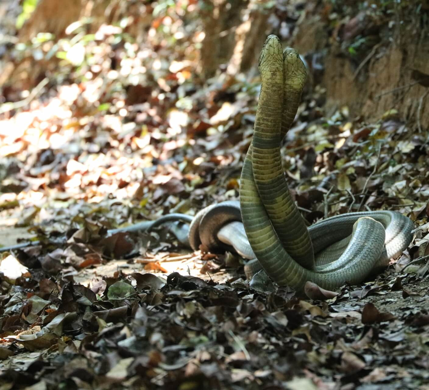 king cobra meets a rock python